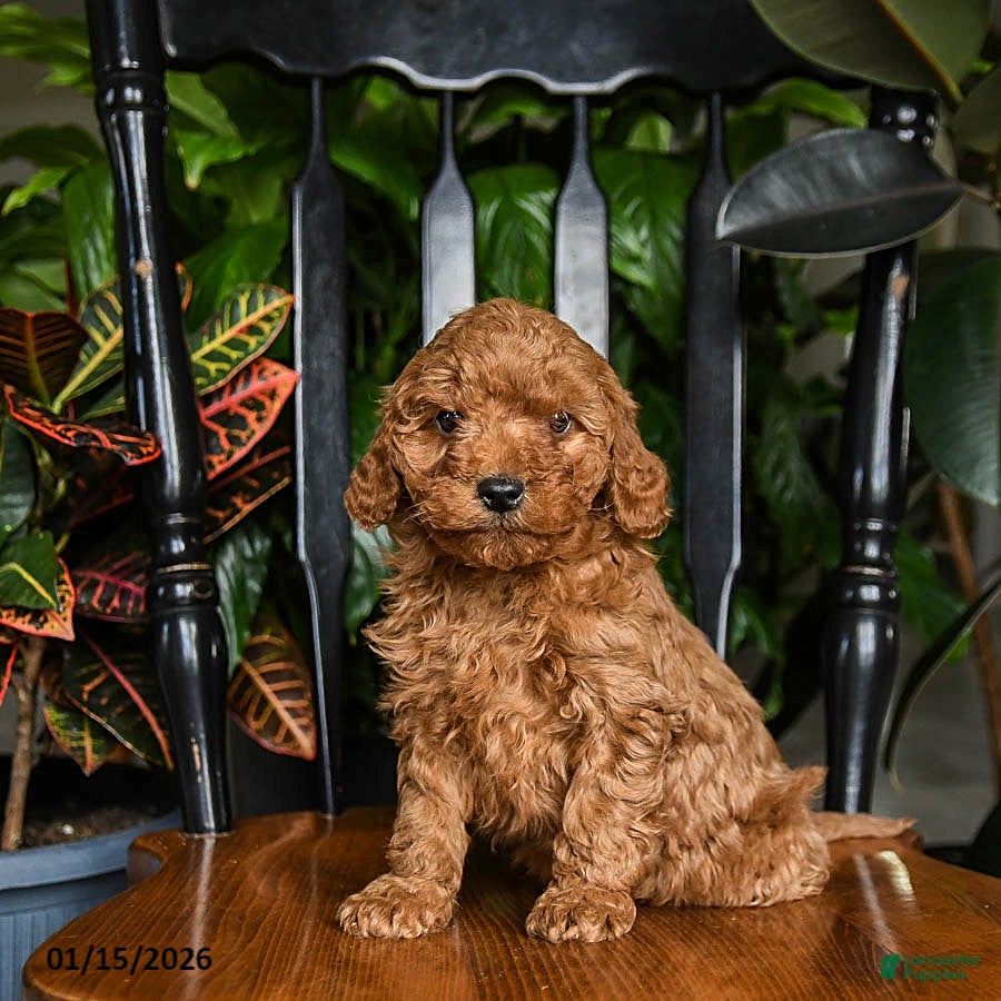 Cavapoo dogs Bolt - Ad 26