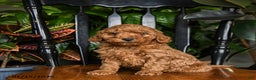 Cavapoo dogs for sale: Bolt - Ad 1