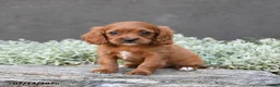 Cavapoo dogs for sale: Daphne - Ad 4