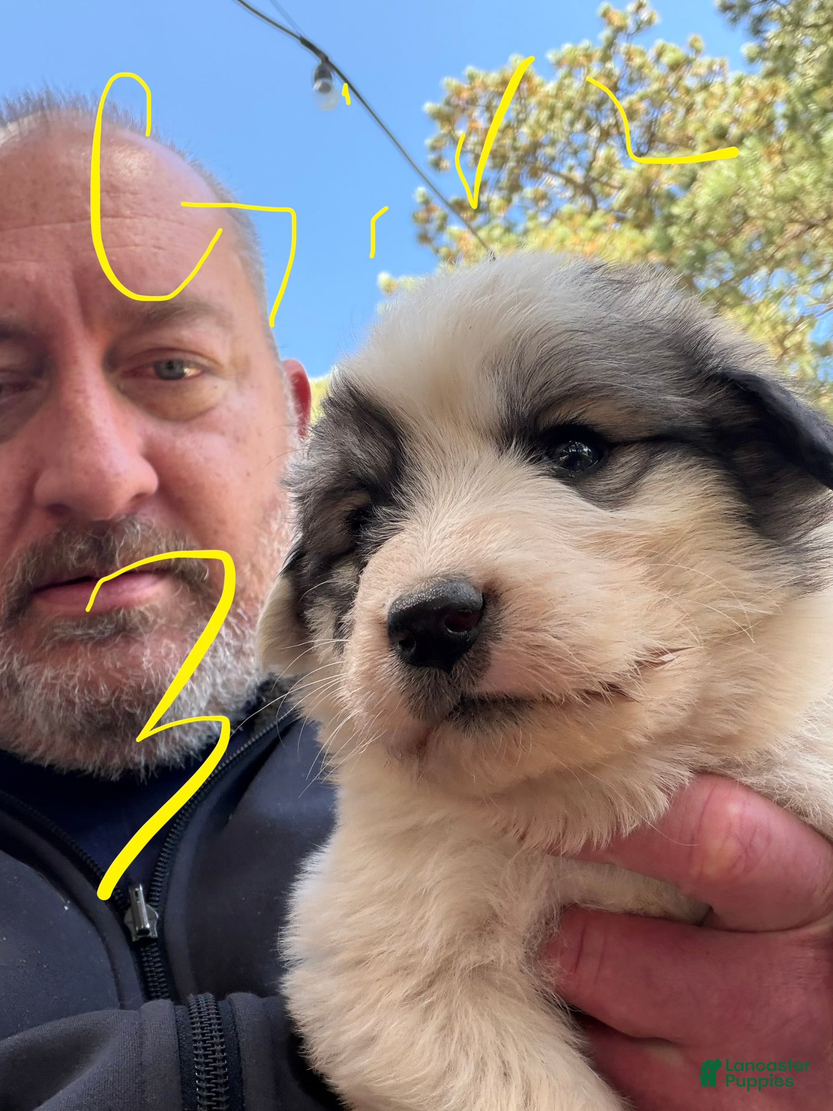 Mixed Breed dogs Girl 3 - Ad 1