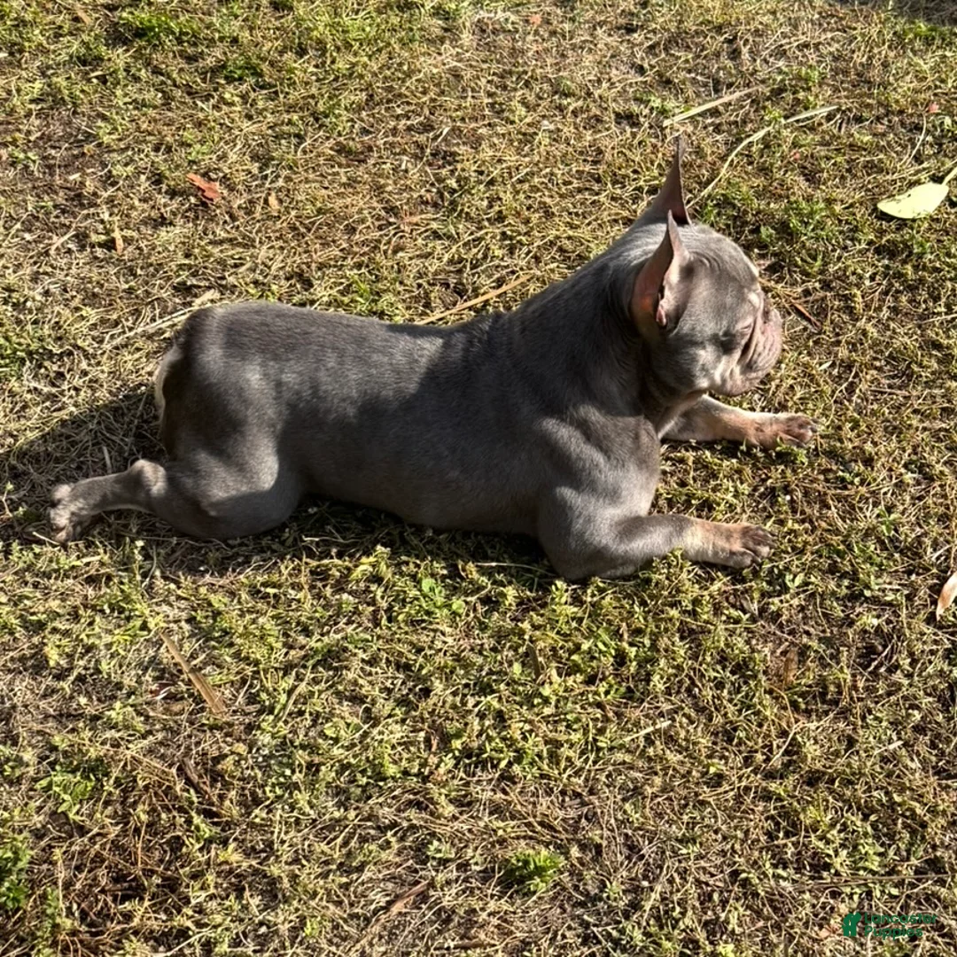 French Bulldog dogs for sale: Sage - Ad 8