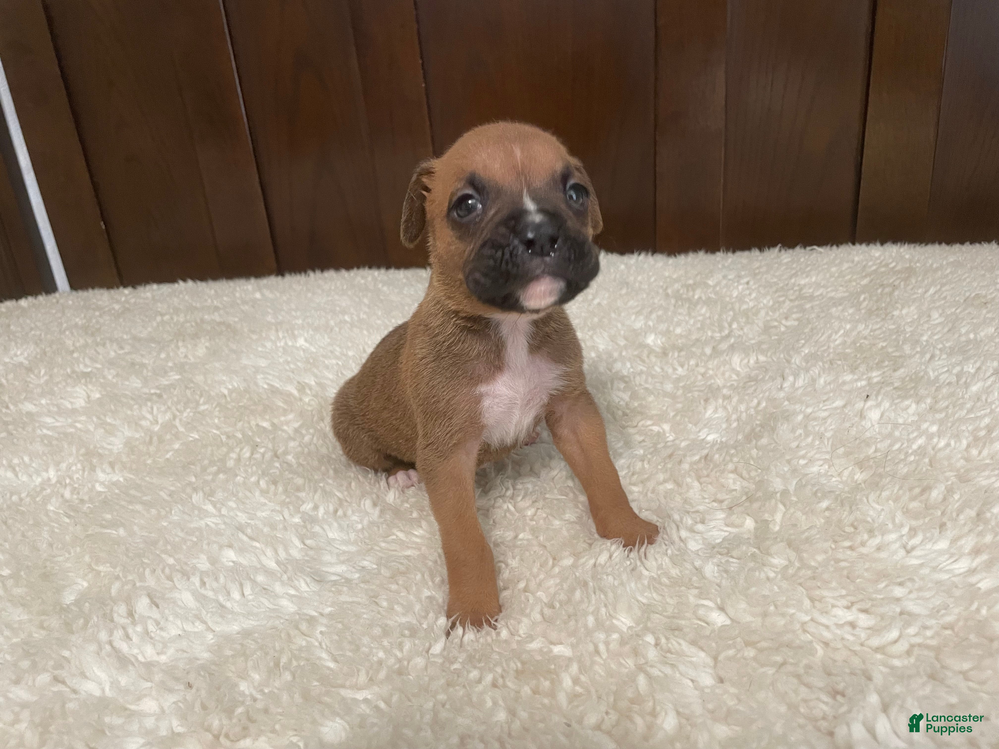 Boxer dogs Colt - Ad 18