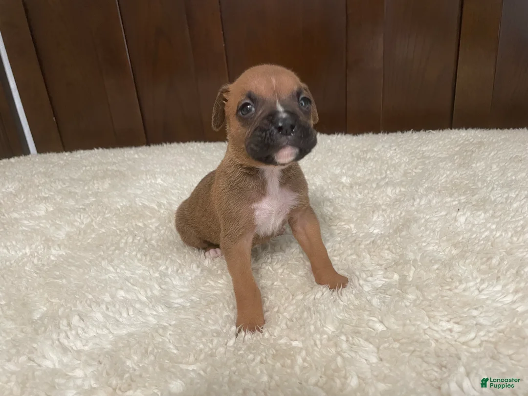 Boxer dogs for sale: Colt - Ad 1