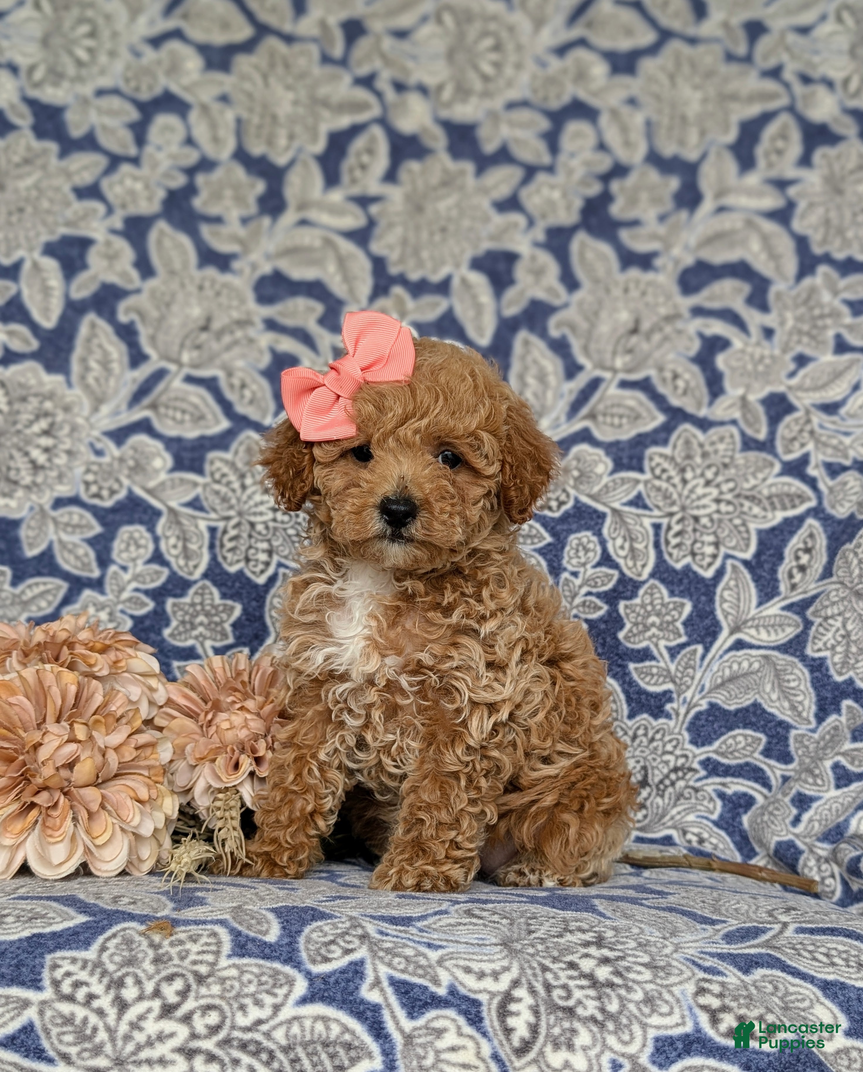 Miniature Poodle dogs for sale: Priscilla - Ad 3