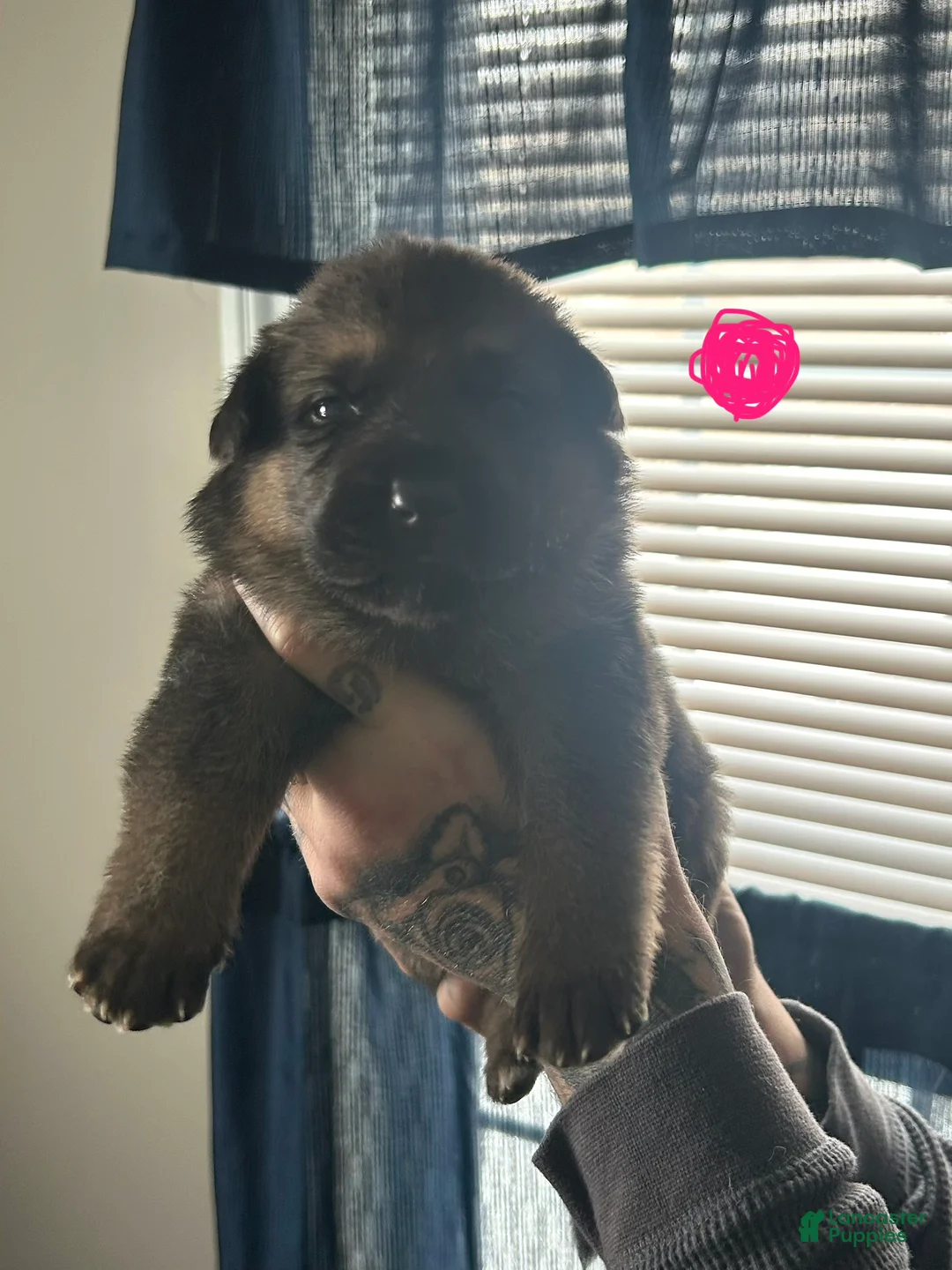 German Shepherd dogs for sale: German Shepherd Puppy 3 - Ad 1