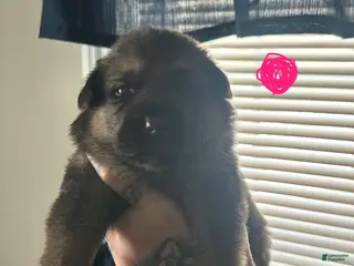 German Shepherd dogs German Shepherd Puppy 3 - Ad 39