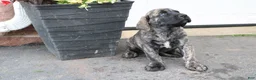 English Mastiff dogs for sale: Zephaniah - Ad 2