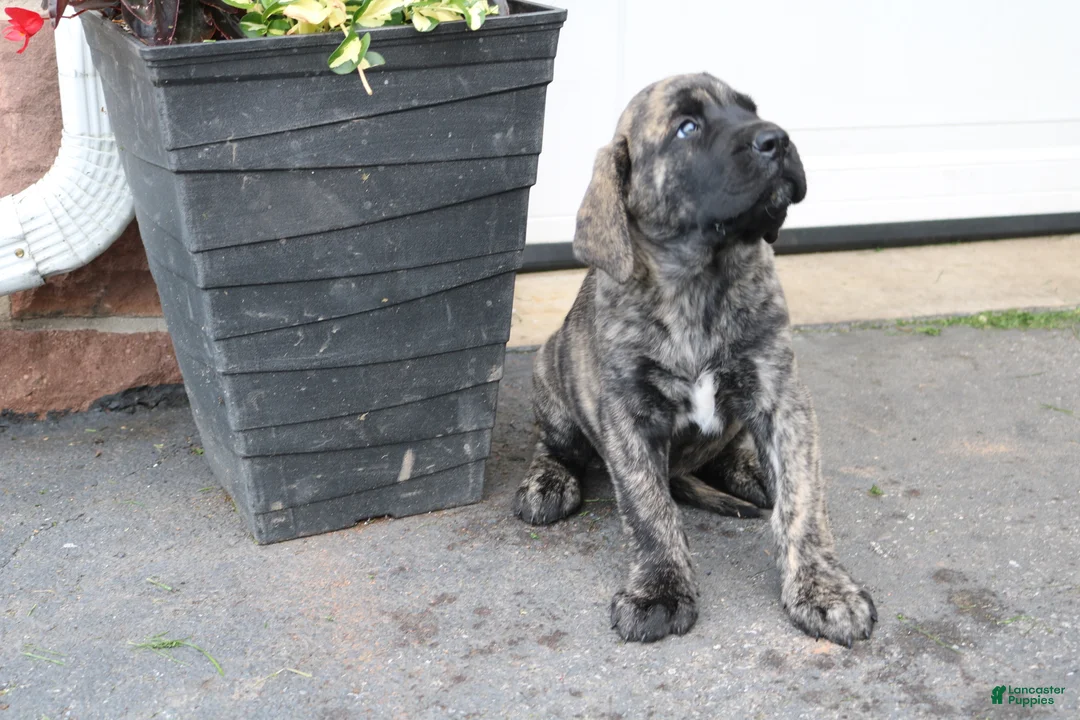 English Mastiff dogs for sale: Zephaniah - Ad 2
