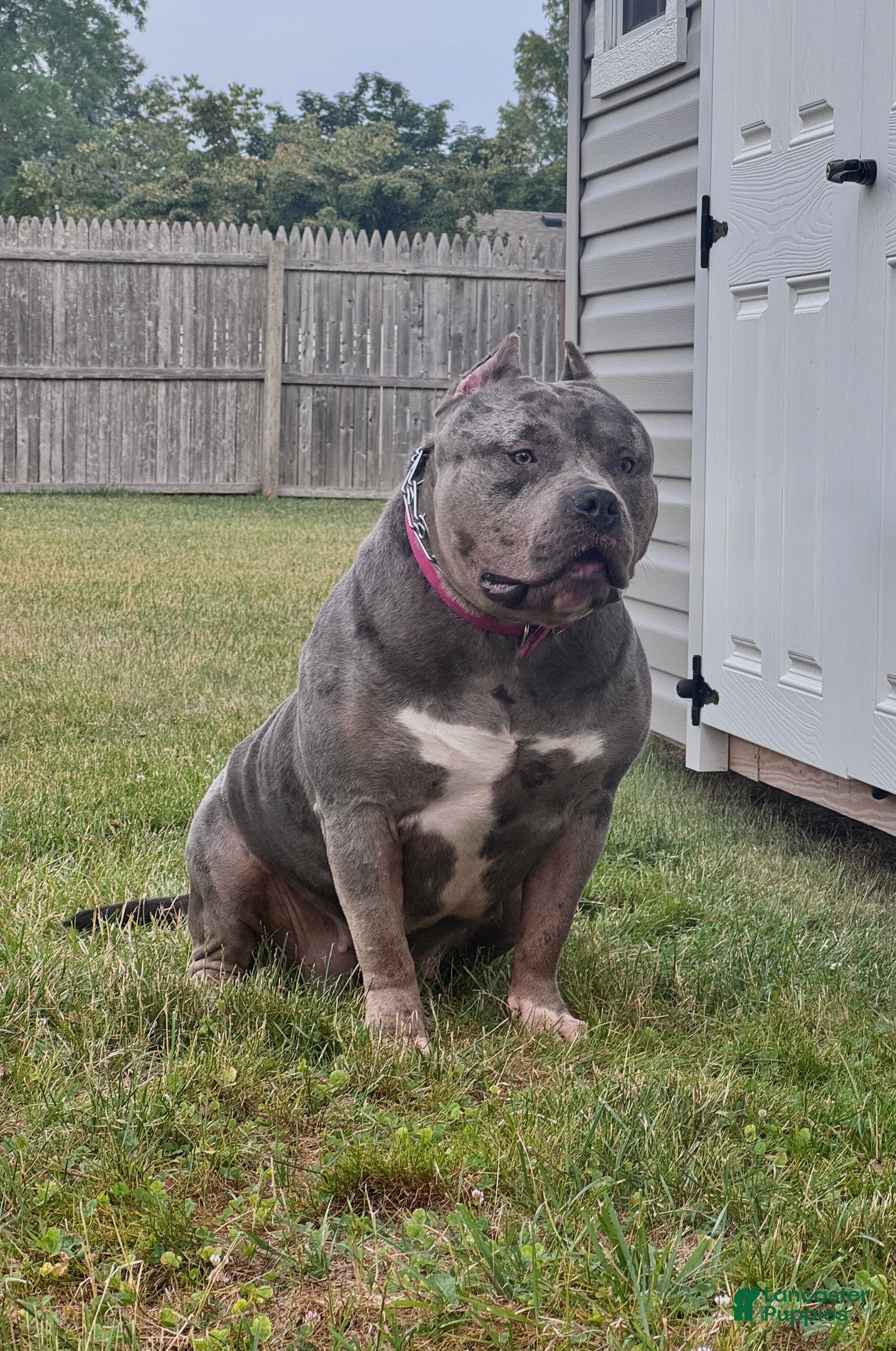American Bully dogs American Bully 2 - Ad 2