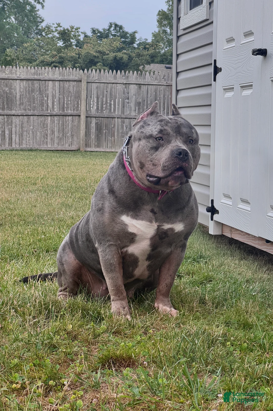 American Bully dogs for sale: American Bully 2 - Ad 2