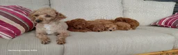Miniature Poodle dogs for sale: Toby - Ad 6