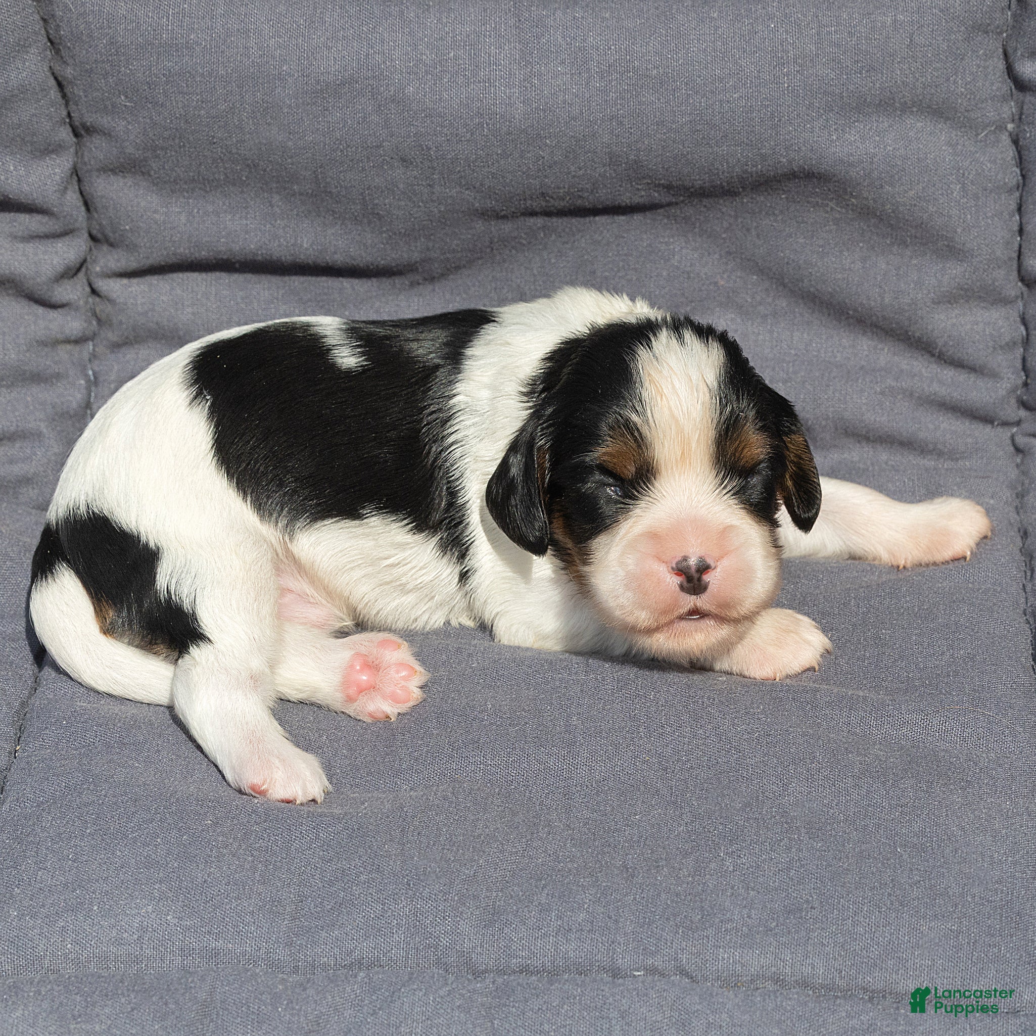 Cavalier King Charles Spaniel dogs Brian Cavalier King Charles Spaniel  - Ad 1