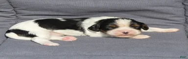 Brian Cavalier King Charles Spaniel 