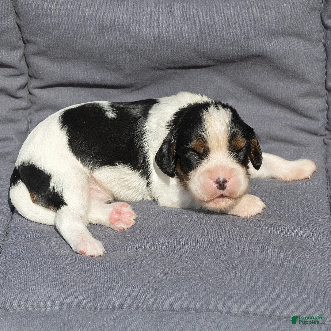 Cavalier King Charles Spaniel dogs for sale: Brian Cavalier King Charles Spaniel  - Ad 1