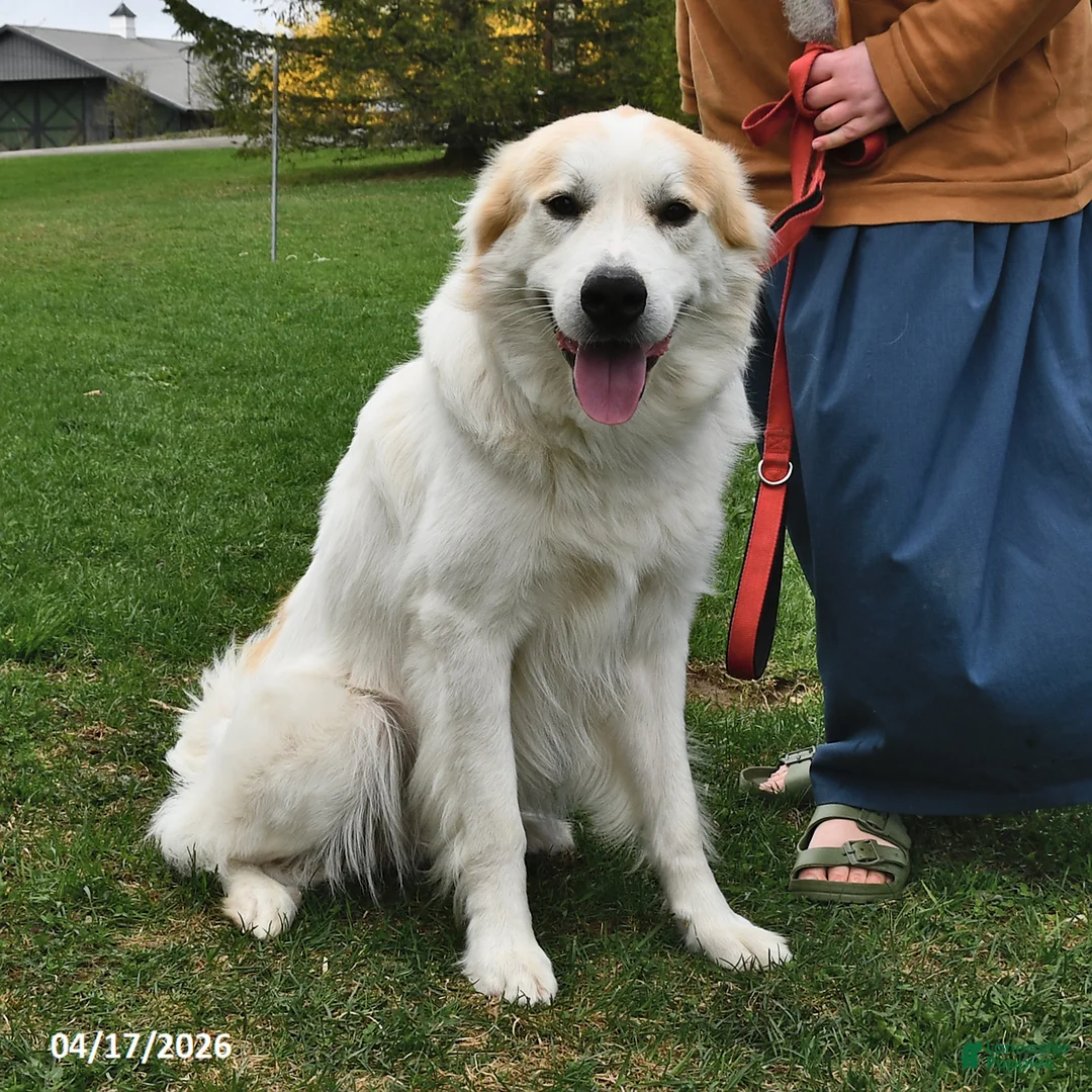 Mixed Breed dogs for sale: Samuel - Ad 3