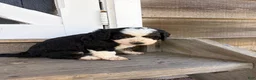 Mini Bernedoodle dogs for sale: Bruce - Ad 2