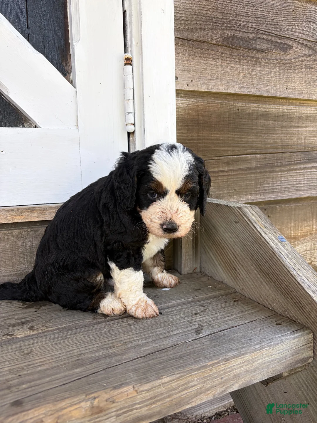 Mini Bernedoodle dogs for sale: Bruce - Ad 2