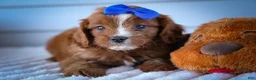 Cavapoo dogs for sale: Kyle🐾 - Ad 5