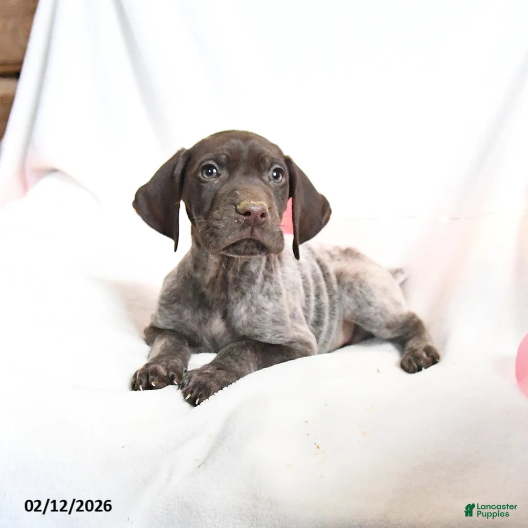 German Shorthaired Pointer dogs for sale: Rusty - Ad 1