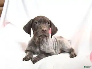German Shorthaired Pointer dogs Rusty - Ad 2
