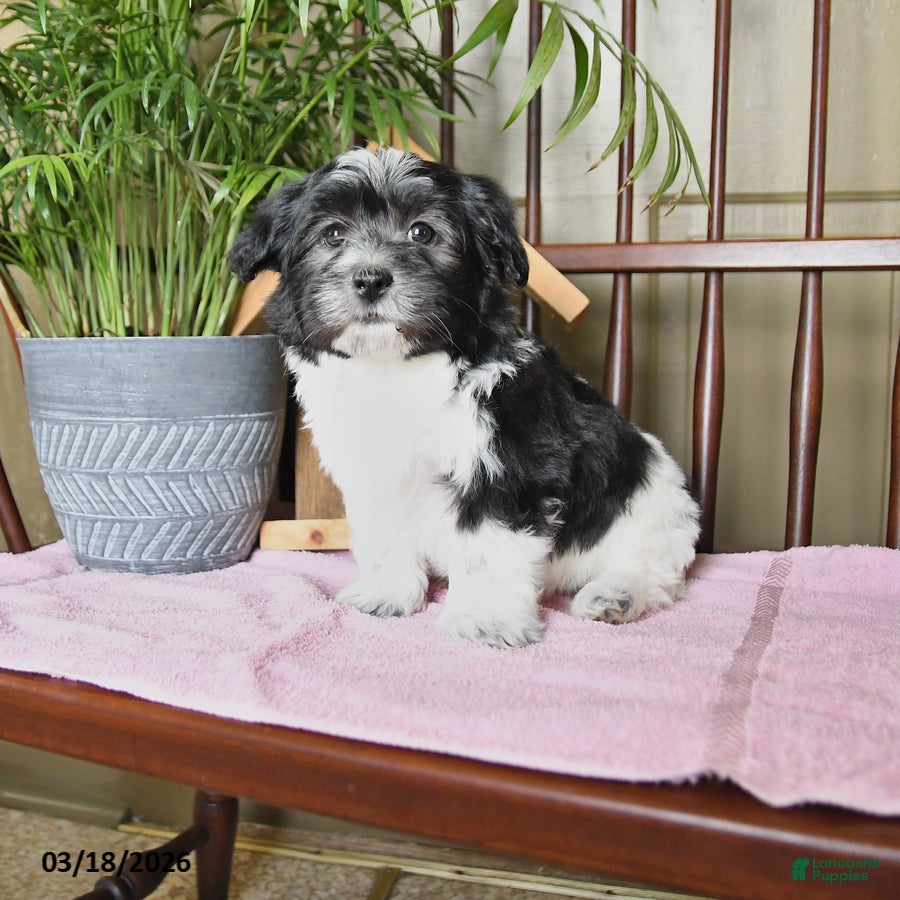 Havanese dogs Baxter - Ad 1