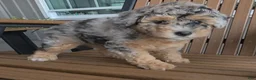 Miniature Poodle dogs for sale: Rosie - House raised House trained - Ad 7