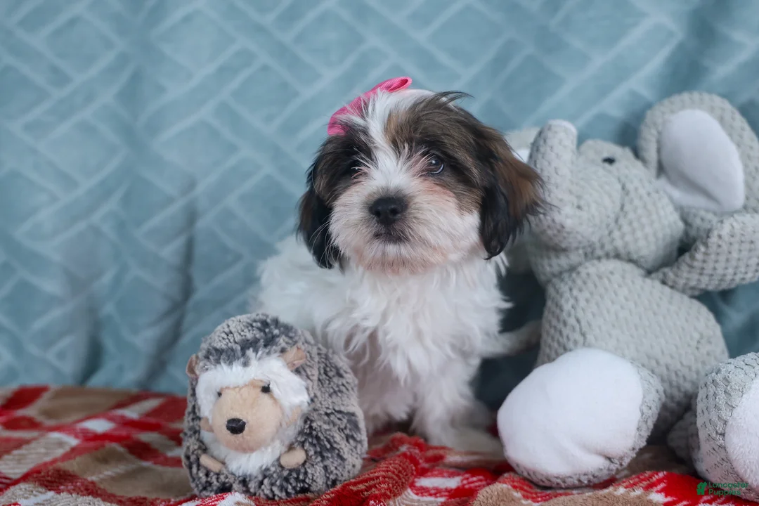 Teddy Bear dogs for sale: GABBY - Ad 2