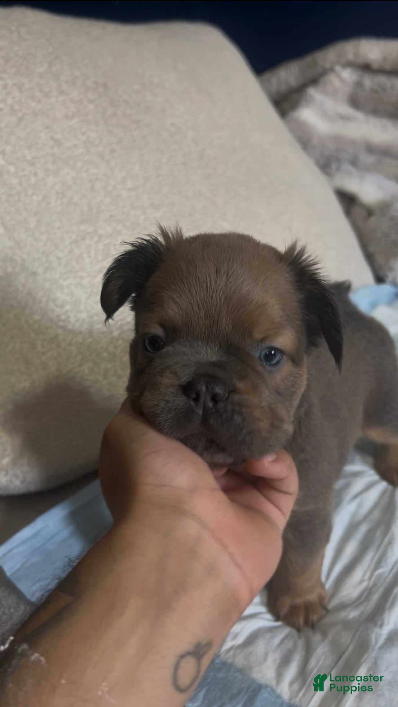 French Bulldog dogs French Bulldog 3 male  - Ad 36