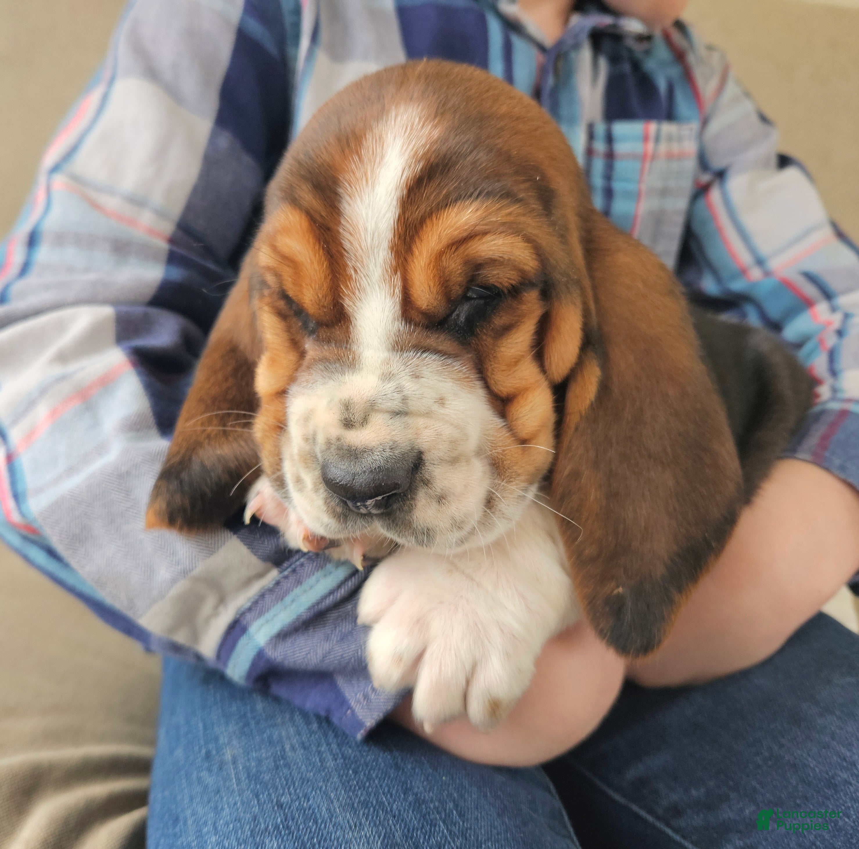 Basset Hound dogs Baxter - Ad 1