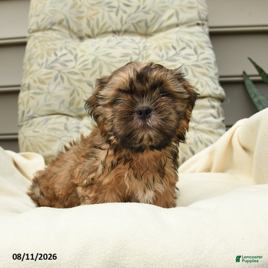 Shih Tzu dogs Carter - Ad 1