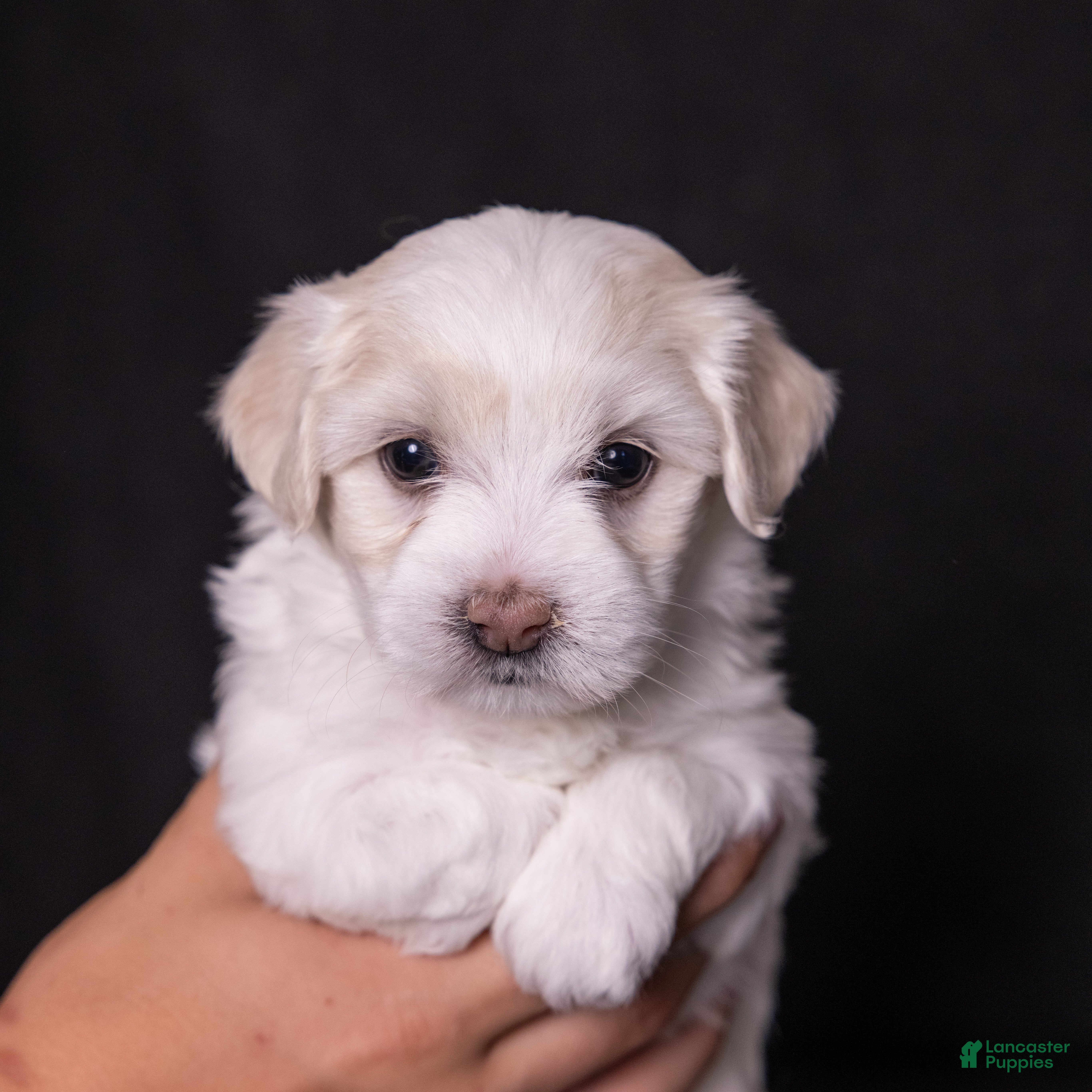 Coton De Tulear dogs Magnolia - Ad 1