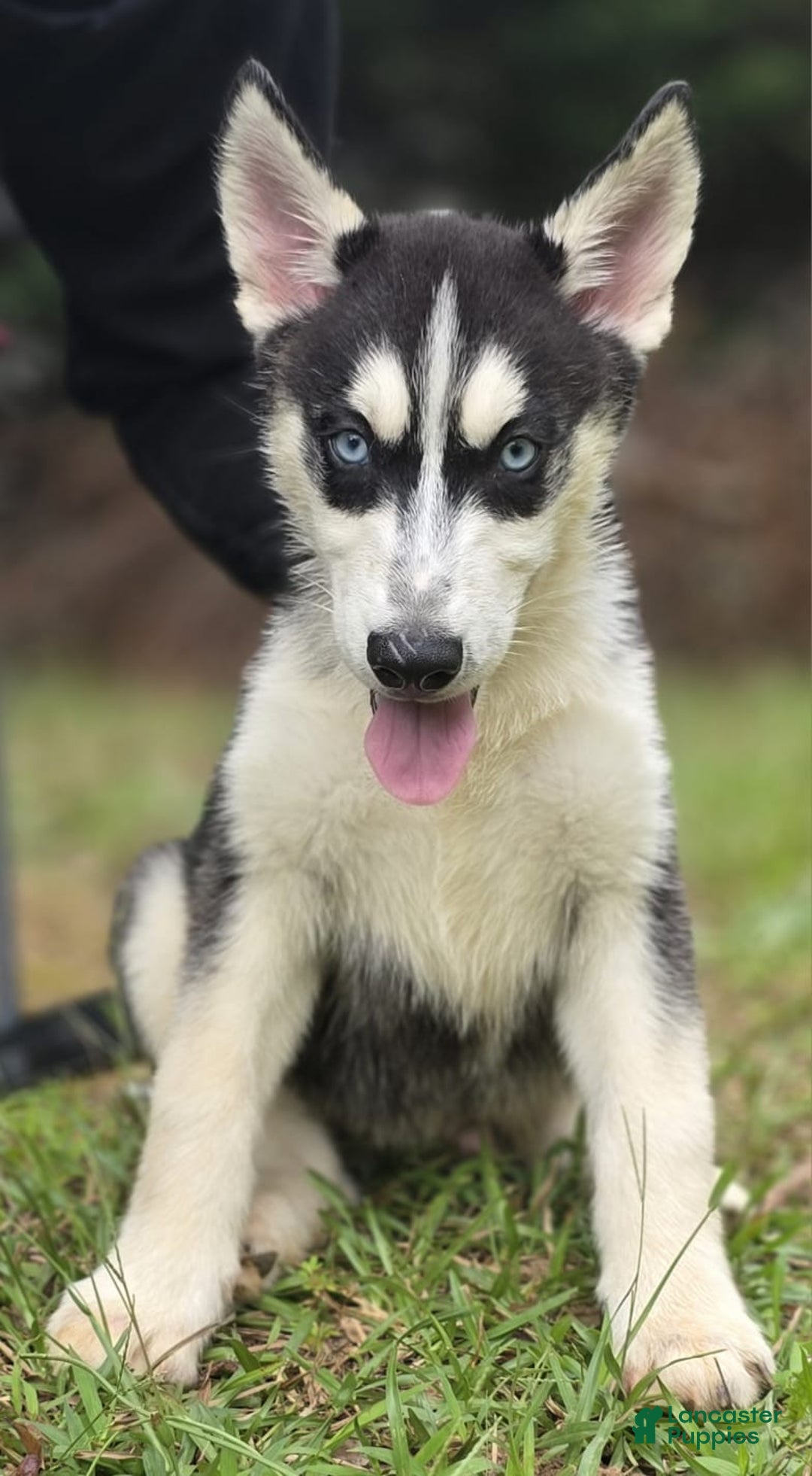 Siberian Husky dogs for sale: Minion - Ad 3