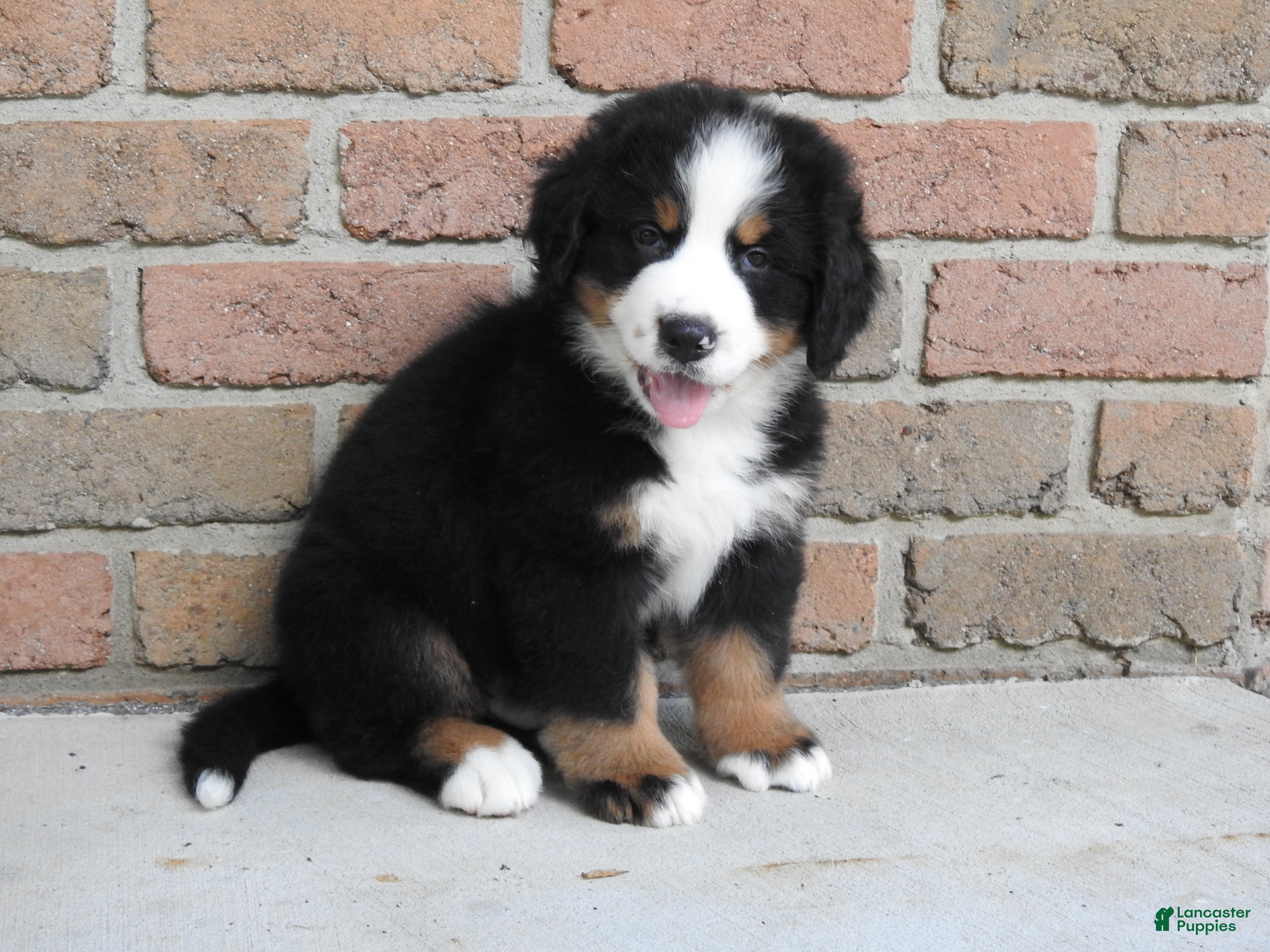 Bernese Mountain Dog dogs Titus - Ad 1