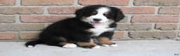 Bernese Mountain Dog dogs for sale: Titus - Ad 1