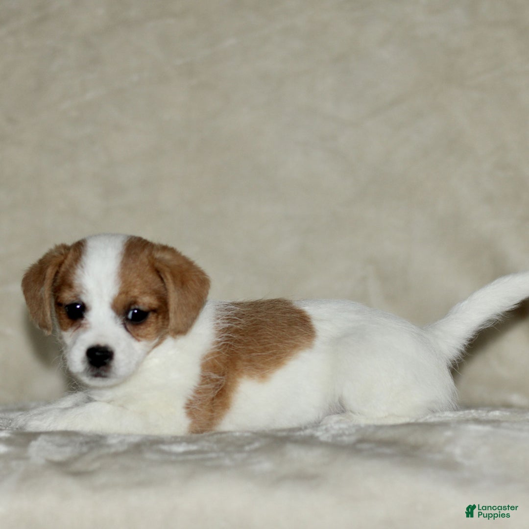 Mixed Breed dogs for sale: Leona  - Ad 3