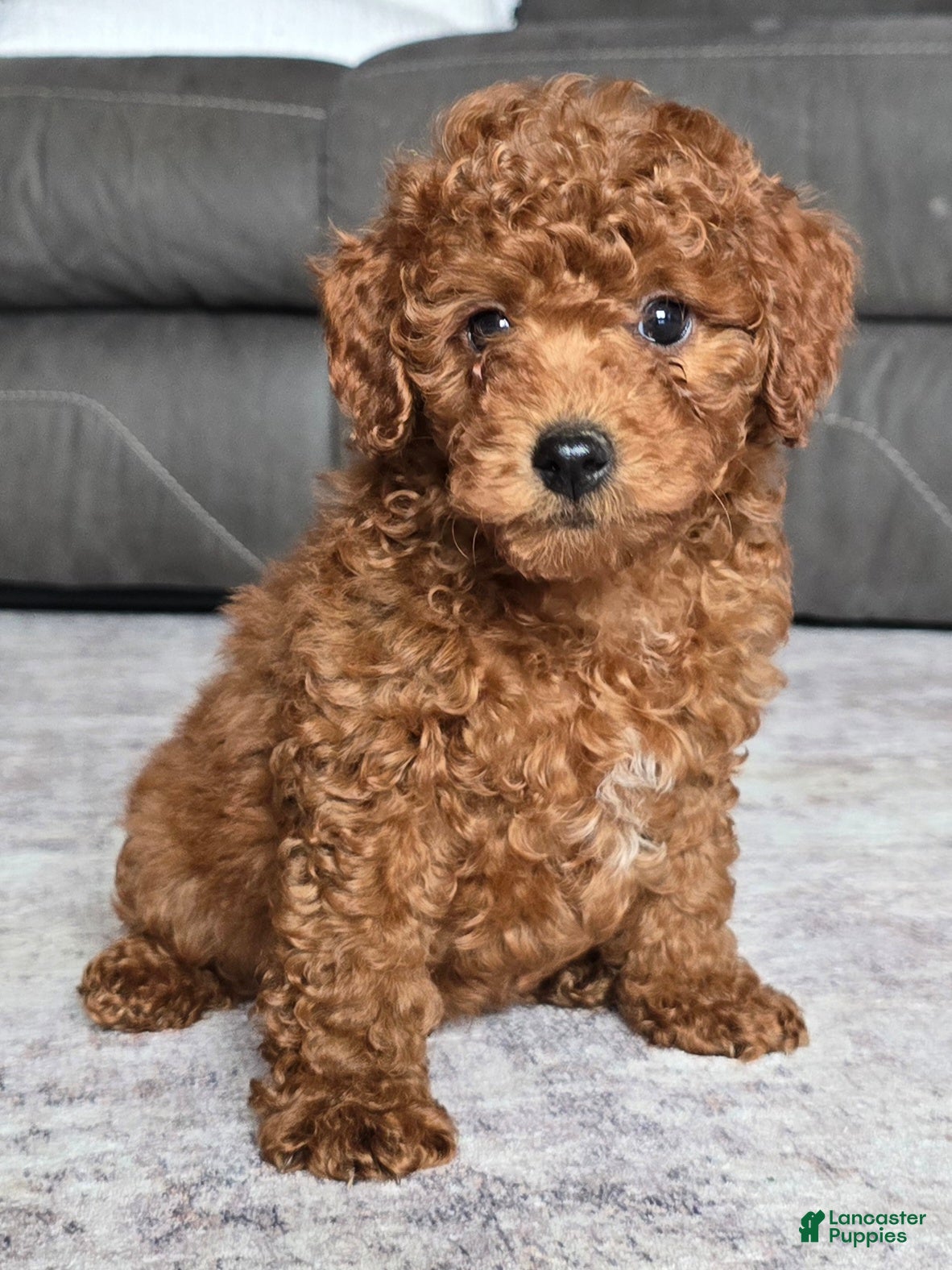 Miniature Poodle dogs Chase - Ad 1