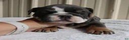 English Bulldog dogs for sale: Bailey  - Ad 6