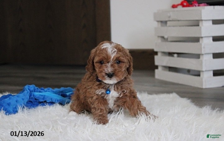 Cavapoo dogs Lincoln - Ad 33