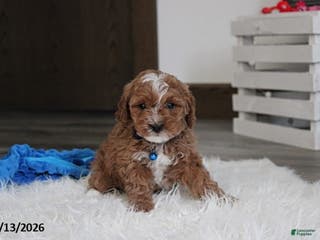 Cavapoo dogs Lincoln - Ad 33