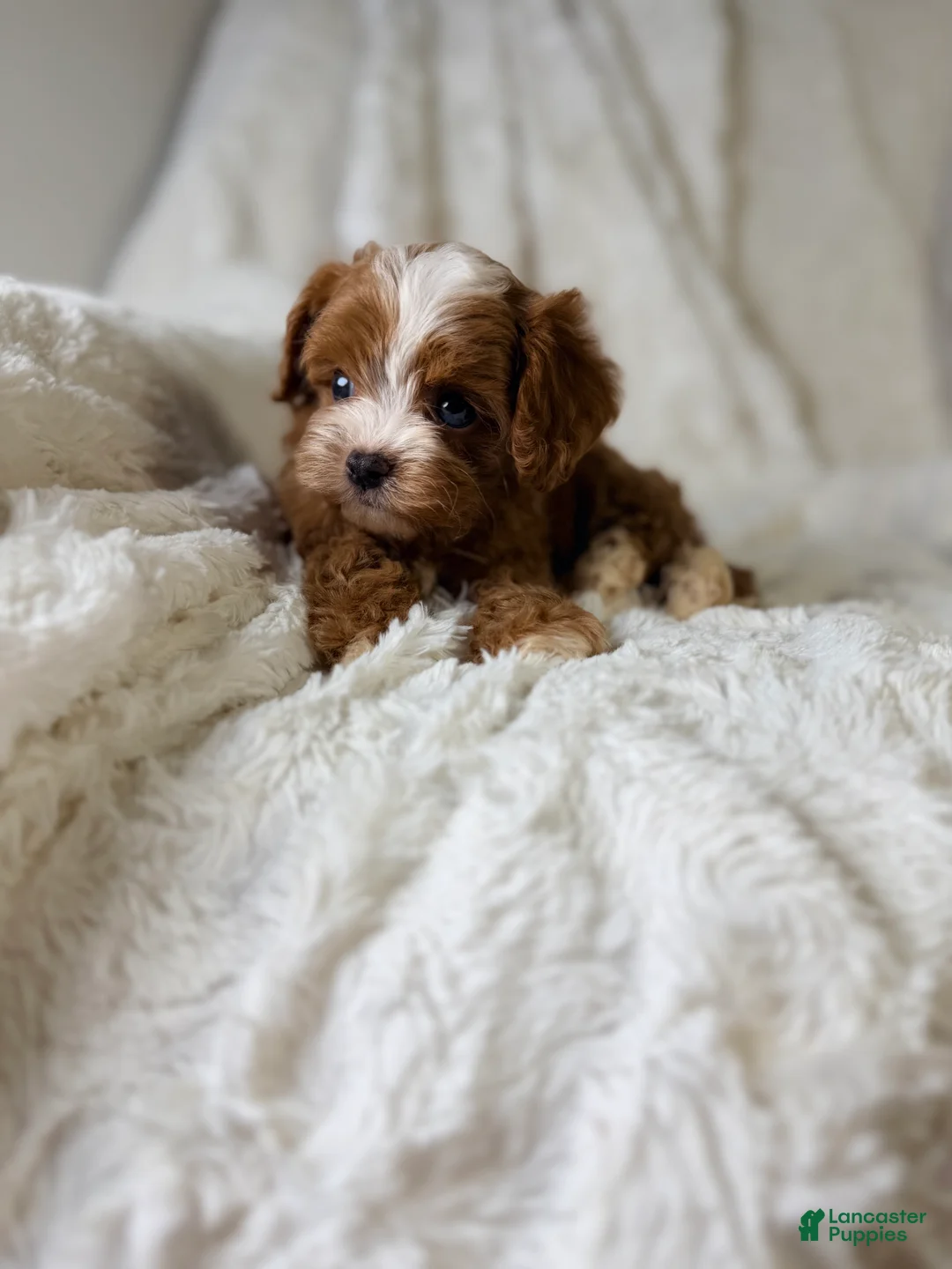 Cavapoo dogs for sale: Orion-tiny toy - Ad 12