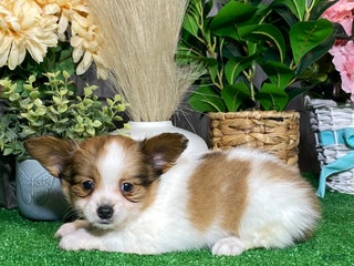 Papillon dogs Reba - Ad 20