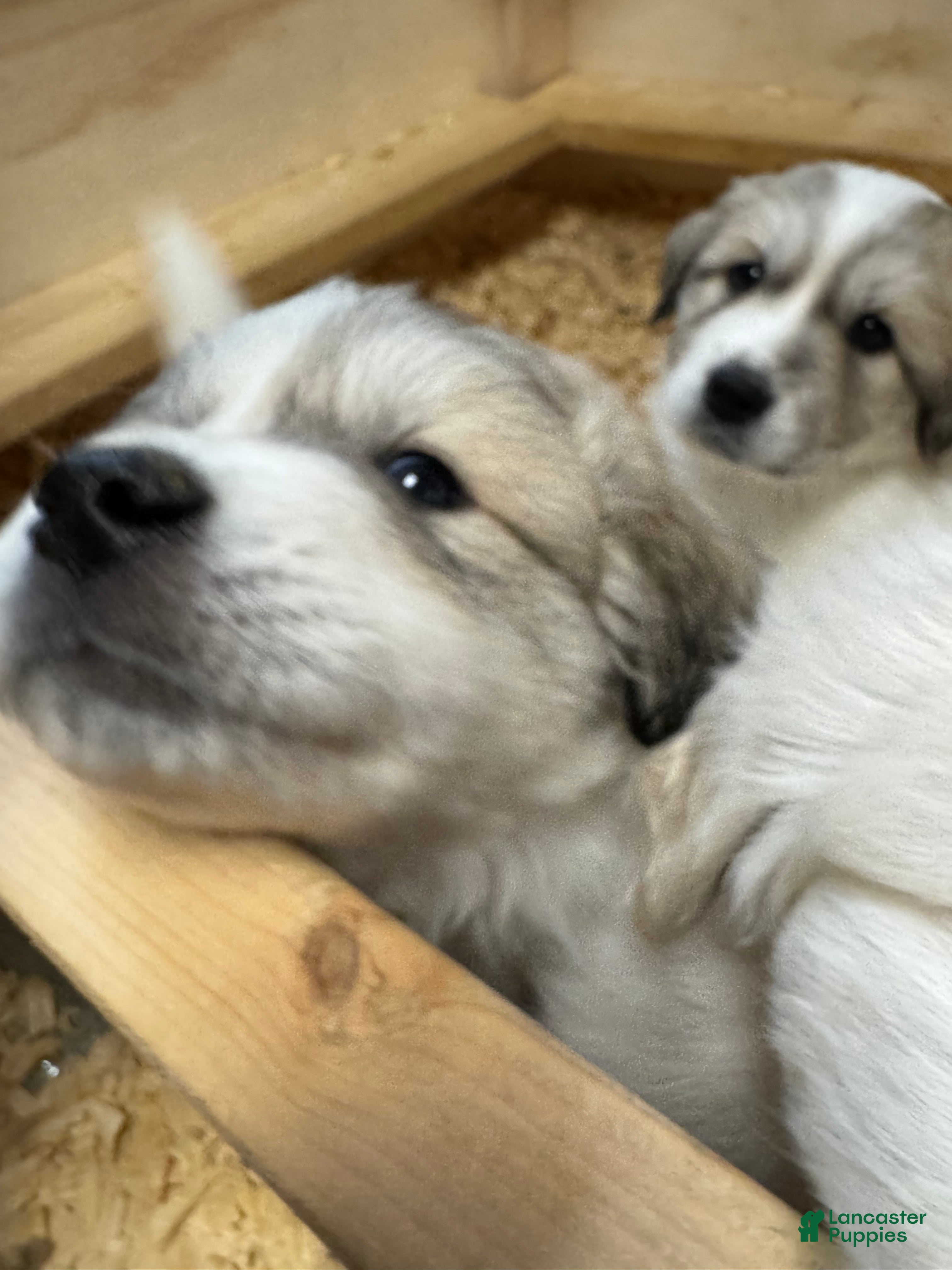 Great Pyrenees dogs Great Pyrenees Male Puppy - Grey - Ad 27