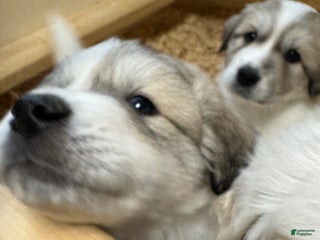 Great Pyrenees dogs Great Pyrenees Male Puppy - Grey - Ad 40