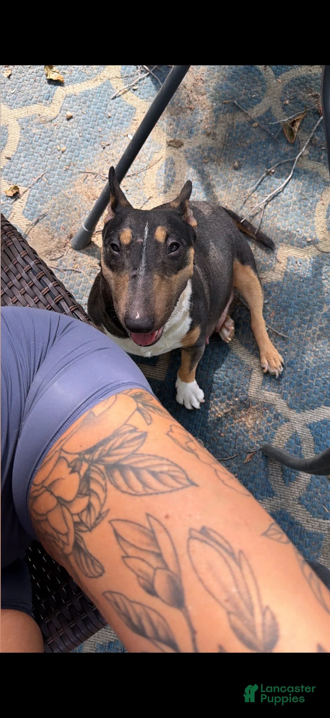 Miniature Bull Terrier dogs for sale: Athena  - Ad 5