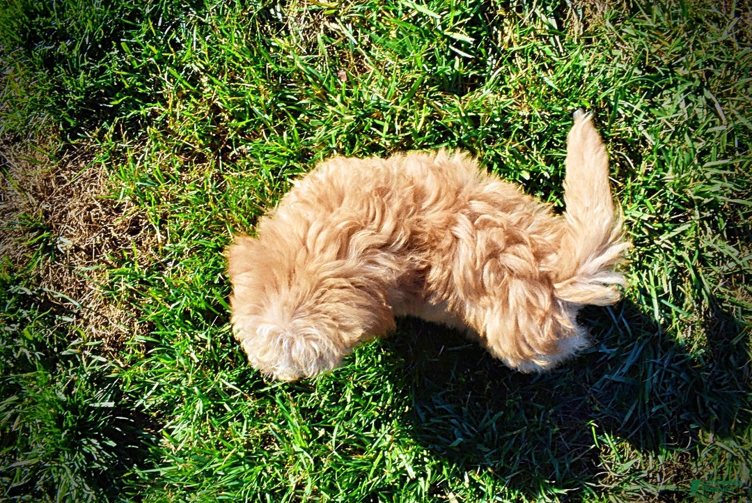 Havapoo dogs for sale: Ranger - Ad 13