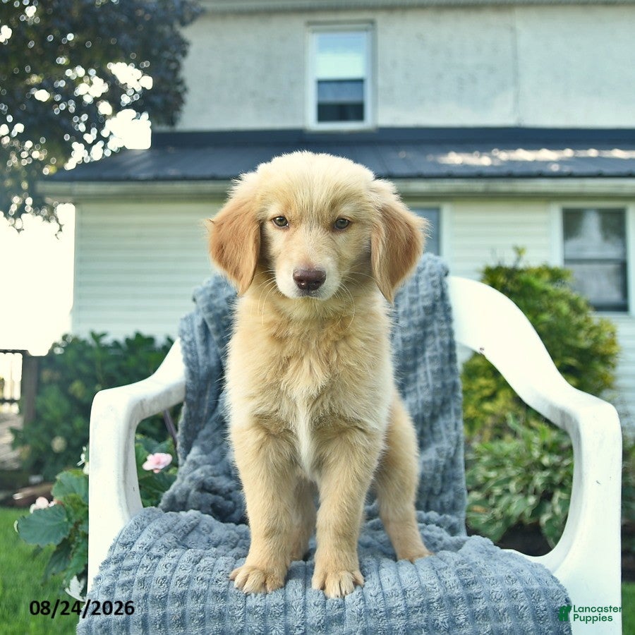 Golden Retriever dogs for sale: Apollo  - Ad 1