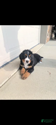 Gallery Image {{count}}