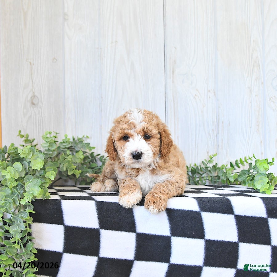Mini Goldendoodle dogs Oscar - Ad 2