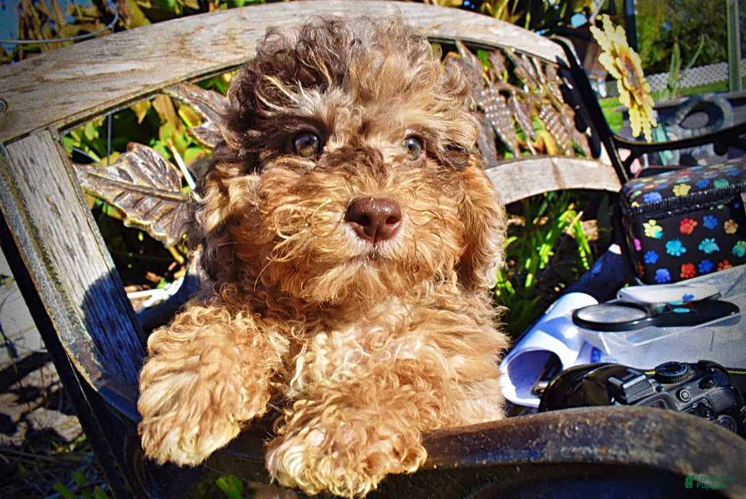 Havapoo dogs for sale: Jackson - Ad 16