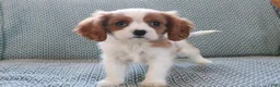 Cavalier King Charles Spaniel dogs for sale: Moon - Ad 4